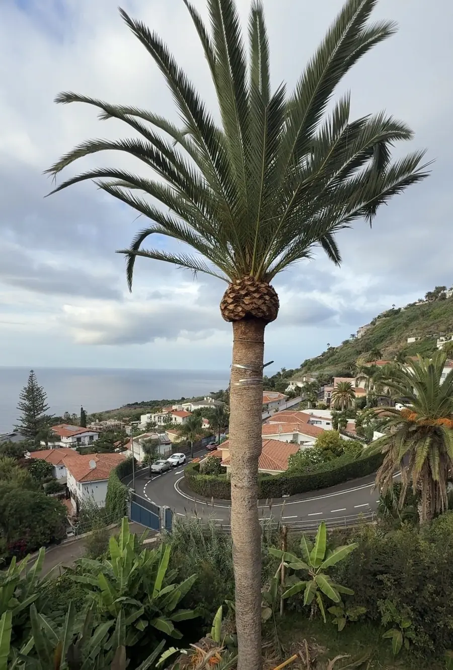 Palmera podada con vistas al mar